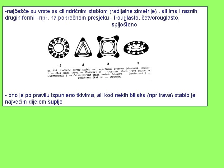 -najčešće su vrste sa cilindričnim stablom (radijalne simetrije) , ali ima i raznih drugih