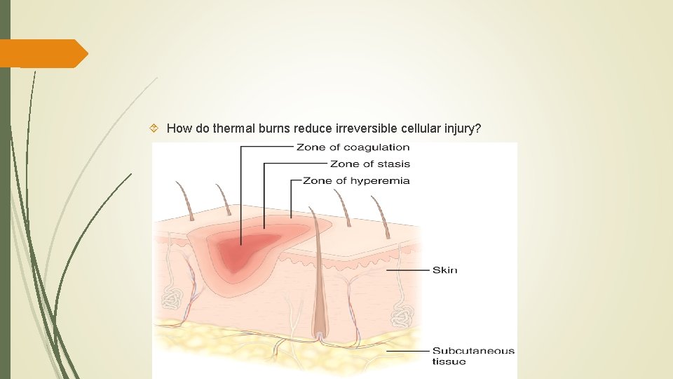  How do thermal burns reduce irreversible cellular injury? 