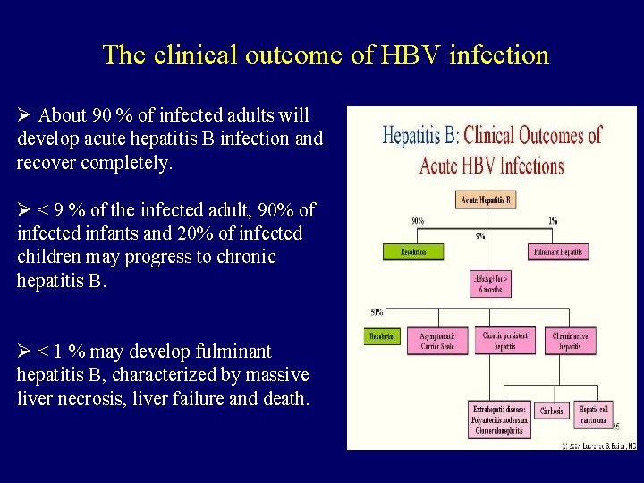 The clinical outcome of HBV infection Ø About 90 % of infected adults will