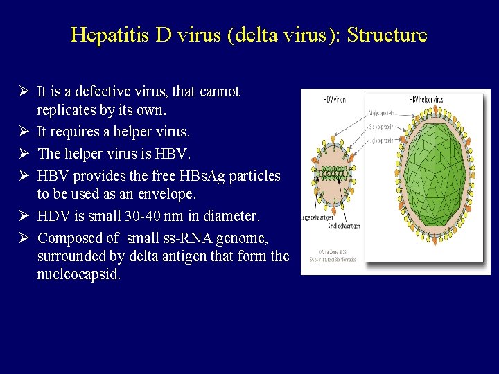 Hepatitis D virus (delta virus): Structure Ø It is a defective virus, that cannot