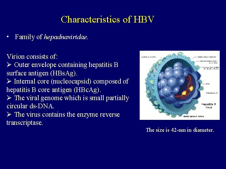 Characteristics of HBV • Family of hepadnaviridae. Virion consists of: Ø Outer envelope containing