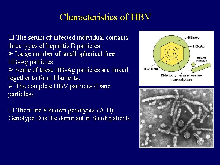 Characteristics of HBV q The serum of infected individual contains three types of hepatitis