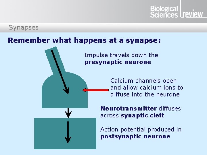 Synapses Remember what happens at a synapse: Impulse travels down the presynaptic neurone Calcium