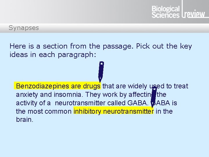 Synapses Here is a section from the passage. Pick out the key ideas in