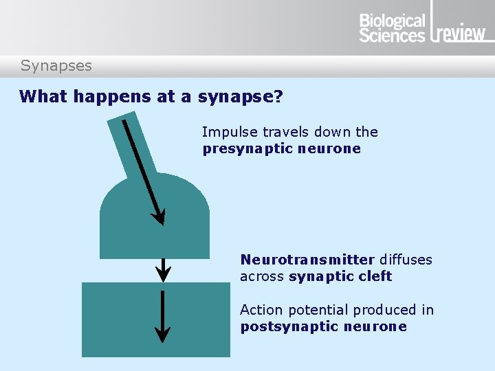Synapses What happens at a synapse? Impulse travels down the presynaptic neurone Neurotransmitter diffuses
