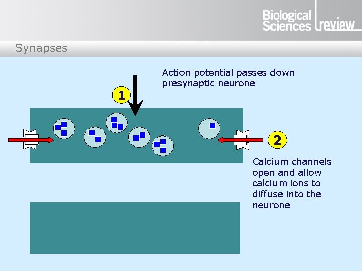 Synapses 1 Action potential passes down presynaptic neurone 2 Calcium channels open and allow