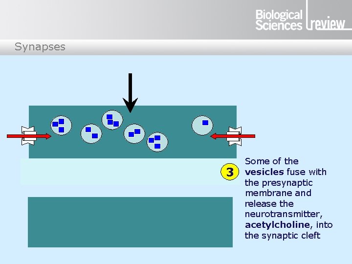 Synapses 3 Some of the vesicles fuse with the presynaptic membrane and release the