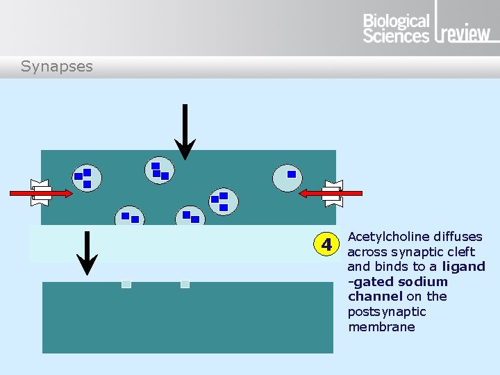 Synapses 4 Acetylcholine diffuses across synaptic cleft and binds to a ligand -gated sodium