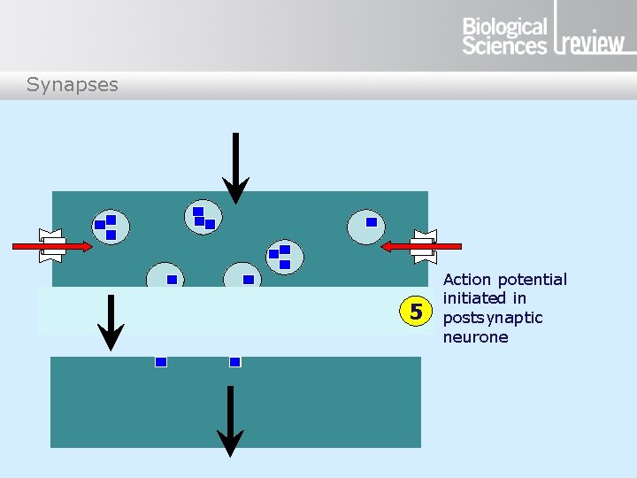 Synapses 5 Action potential initiated in postsynaptic neurone 