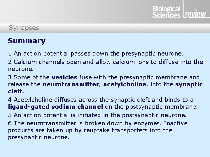 Synapses Summary 1 An action potential passes down the presynaptic neurone. 2 Calcium channels