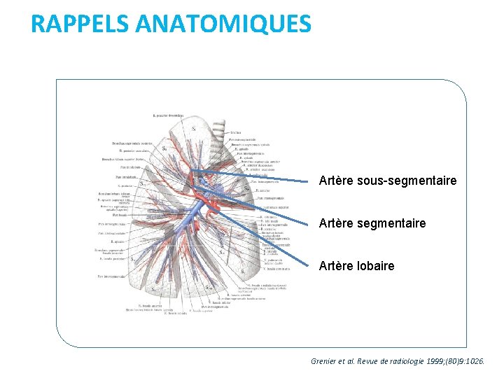 RAPPELS ANATOMIQUES Artère sous-segmentaire Artère lobaire Grenier et al. Revue de radiologie 1999; (80)9: