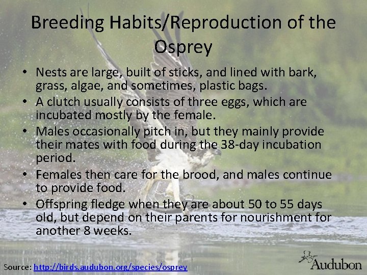 Breeding Habits/Reproduction of the Osprey • Nests are large, built of sticks, and lined