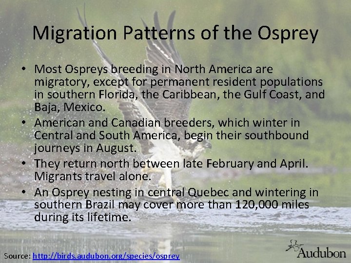 Migration Patterns of the Osprey • Most Ospreys breeding in North America are migratory,