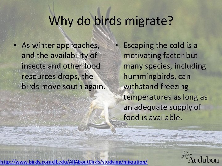 Why do birds migrate? • As winter approaches, and the availability of insects and