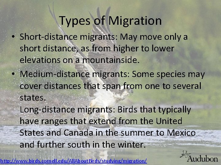 Types of Migration • Short-distance migrants: May move only a short distance, as from