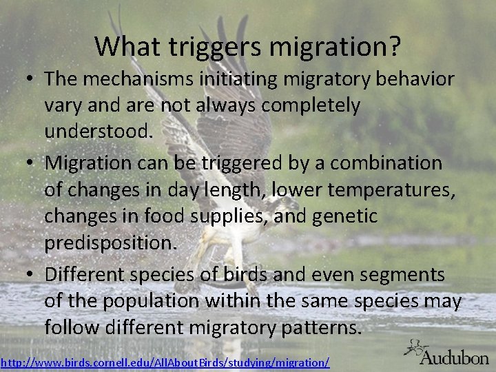 What triggers migration? • The mechanisms initiating migratory behavior vary and are not always