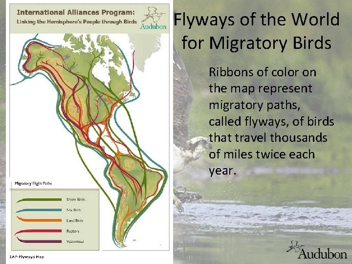 Flyways of the World for Migratory Birds Ribbons of color on the map represent