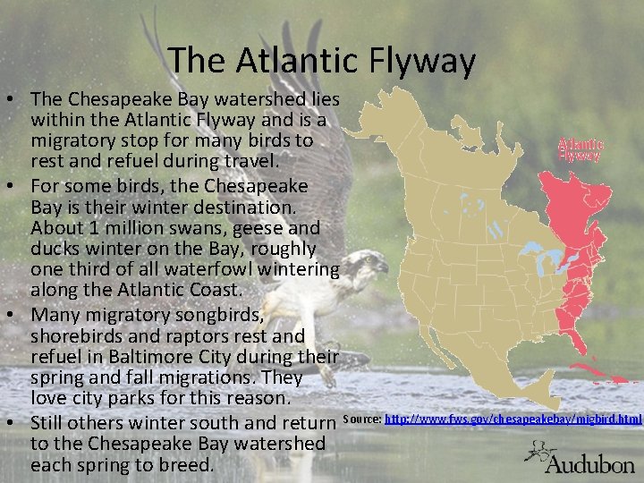 The Atlantic Flyway • The Chesapeake Bay watershed lies within the Atlantic Flyway and