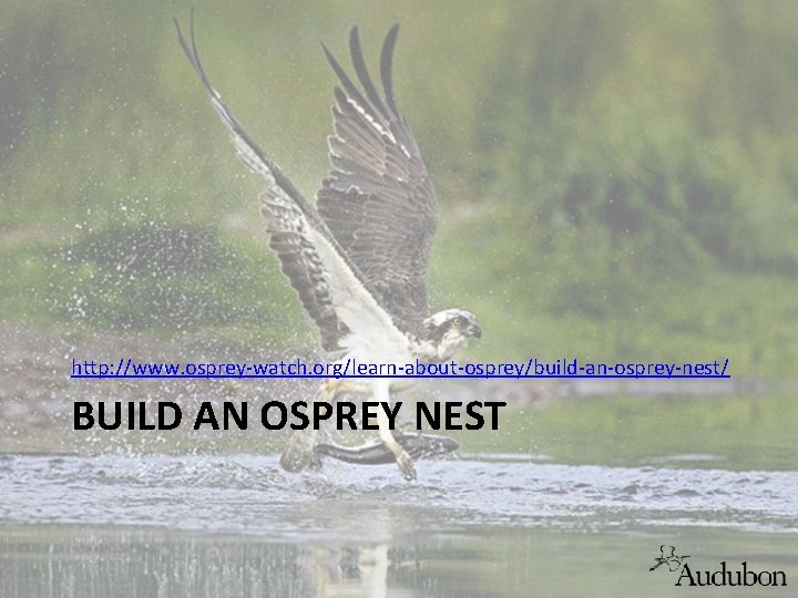 http: //www. osprey-watch. org/learn-about-osprey/build-an-osprey-nest/ BUILD AN OSPREY NEST 