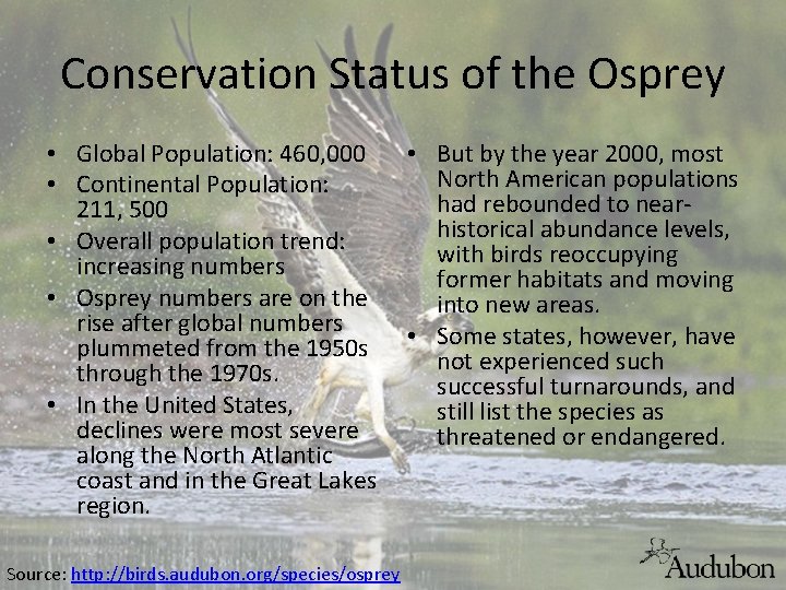 Conservation Status of the Osprey • Global Population: 460, 000 • Continental Population: 211,