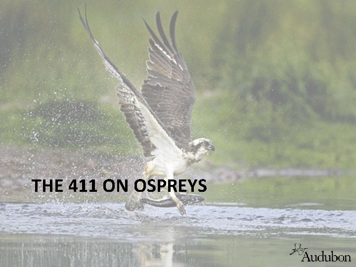 THE 411 ON OSPREYS 