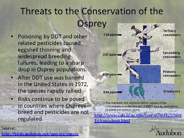 Threats to the Conservation of the Osprey • Poisoning by DDT and other related