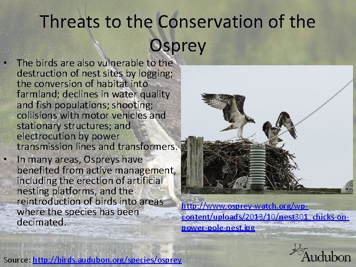 Threats to the Conservation of the Osprey • The birds are also vulnerable to