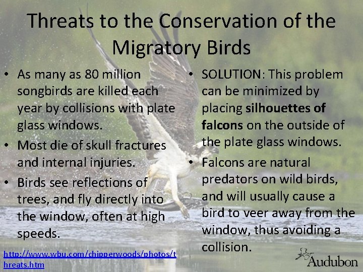 Threats to the Conservation of the Migratory Birds • As many as 80 million