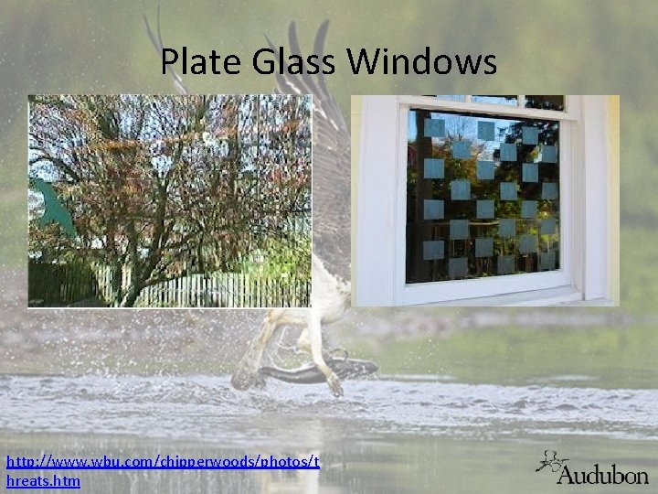 Plate Glass Windows http: //www. wbu. com/chipperwoods/photos/t hreats. htm 