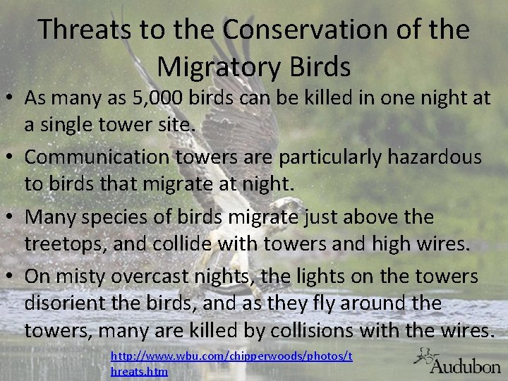 Threats to the Conservation of the Migratory Birds • As many as 5, 000
