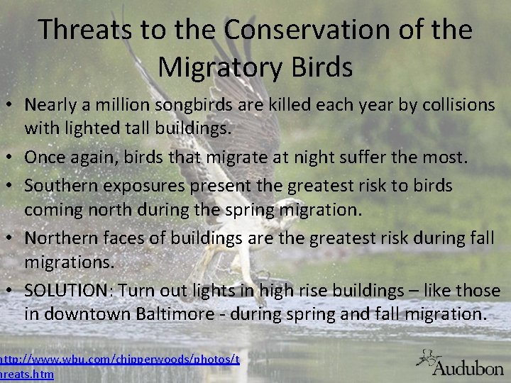 Threats to the Conservation of the Migratory Birds • Nearly a million songbirds are