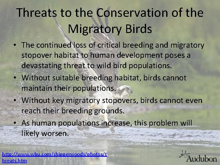 Threats to the Conservation of the Migratory Birds • The continued loss of critical