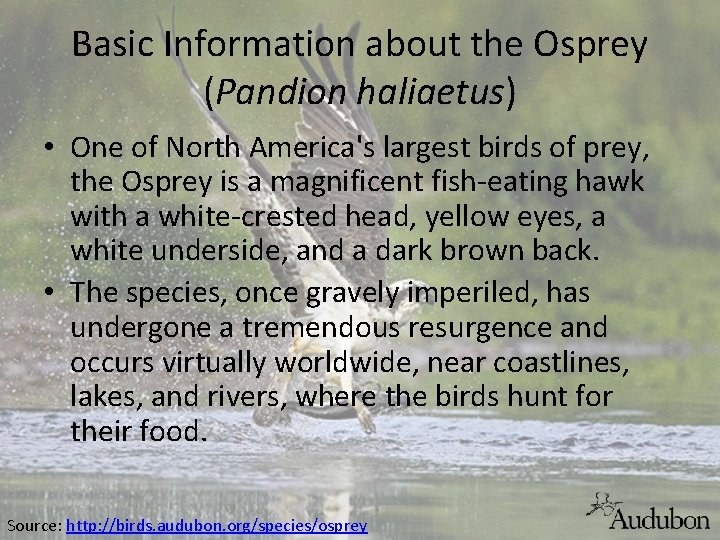 Basic Information about the Osprey (Pandion haliaetus) • One of North America's largest birds