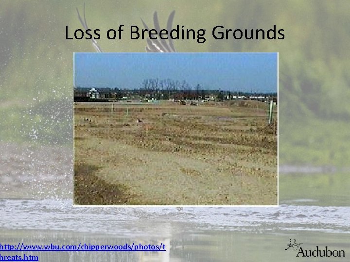 Loss of Breeding Grounds http: //www. wbu. com/chipperwoods/photos/t hreats. htm 