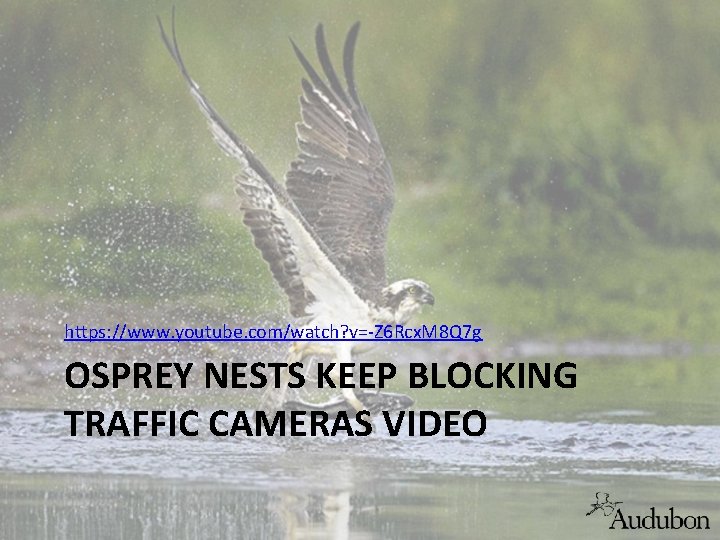 https: //www. youtube. com/watch? v=-Z 6 Rcx. M 8 Q 7 g OSPREY NESTS