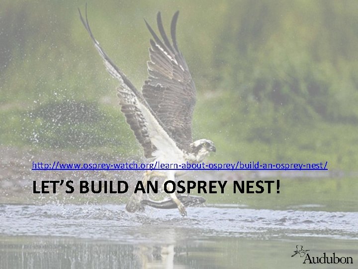 http: //www. osprey-watch. org/learn-about-osprey/build-an-osprey-nest/ LET’S BUILD AN OSPREY NEST! 