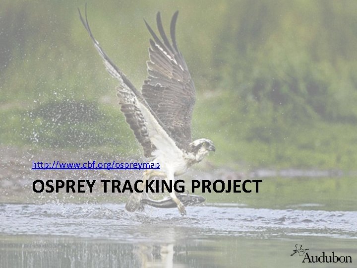 http: //www. cbf. org/ospreymap OSPREY TRACKING PROJECT 