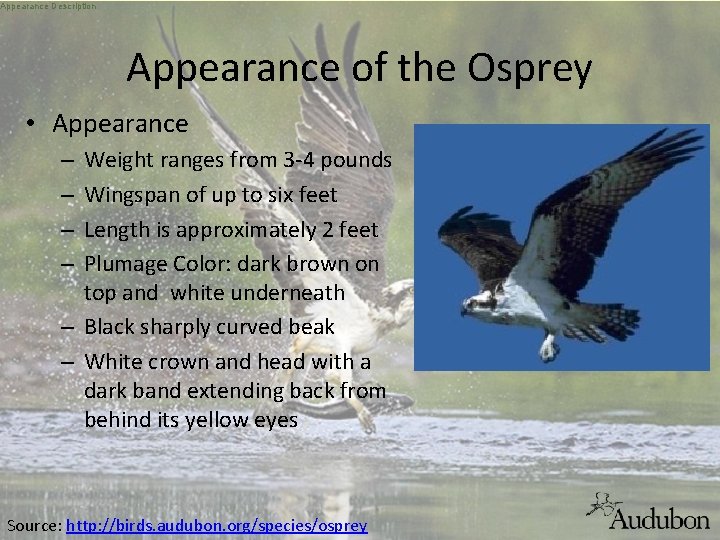 Appearance Description Appearance of the Osprey • Appearance Weight ranges from 3 -4 pounds