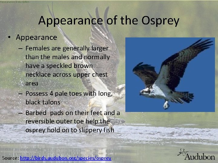 Appearance Description Appearance of the Osprey • Appearance – Females are generally larger than