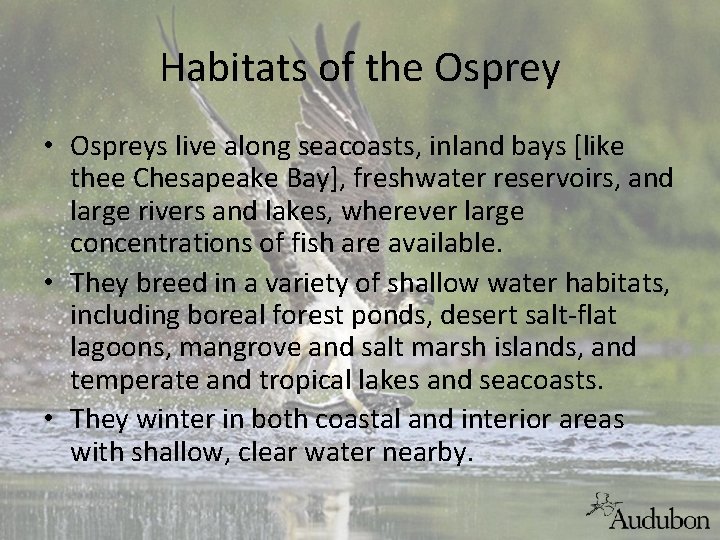 Habitats of the Osprey • Ospreys live along seacoasts, inland bays [like thee Chesapeake