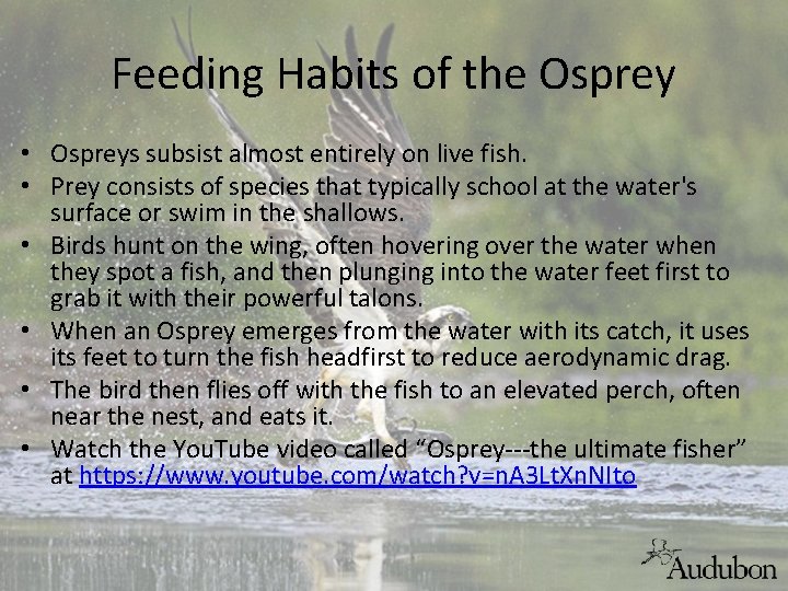 Feeding Habits of the Osprey • Ospreys subsist almost entirely on live fish. •