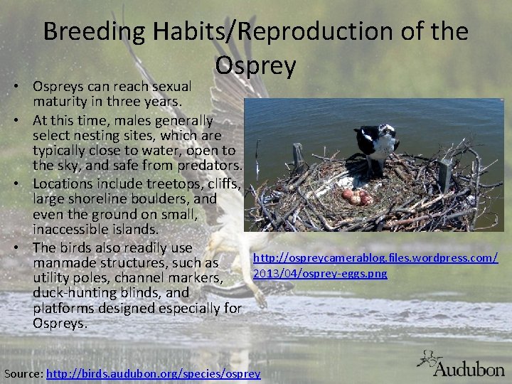 Breeding Habits/Reproduction of the Osprey • Ospreys can reach sexual maturity in three years.