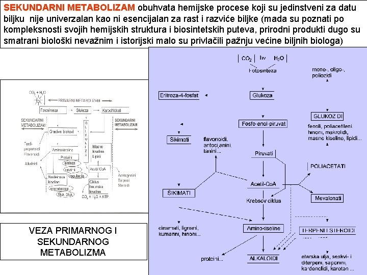 SEKUNDARNI METABOLIZAM obuhvata hemijske procese koji su jedinstveni za datu biljku nije univerzalan kao