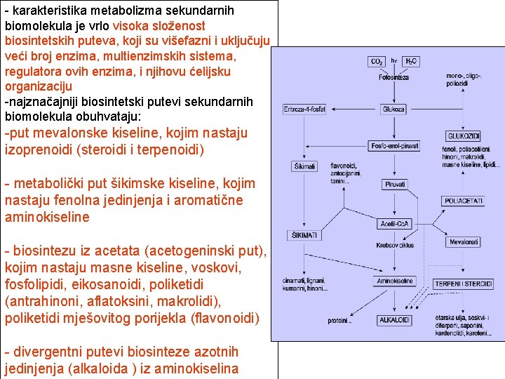 - karakteristika metabolizma sekundarnih biomolekula je vrlo visoka složenost biosintetskih puteva, koji su višefazni