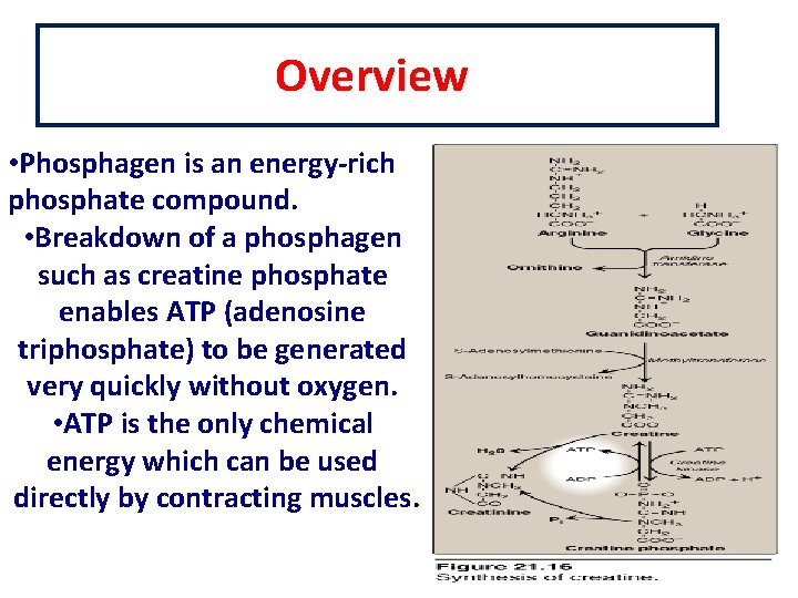 Overview • Phosphagen is an energy-rich phosphate compound. • Breakdown of a phosphagen such