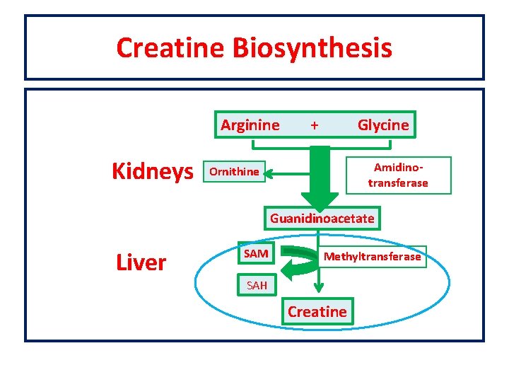 Creatine Biosynthesis Arginine Kidneys + Glycine Amidinotransferase Ornithine Guanidinoacetate Liver SAM Methyltransferase SAH Creatine