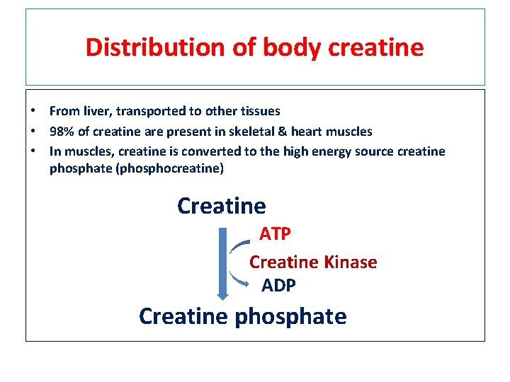 Distribution of body creatine • From liver, transported to other tissues • 98% of