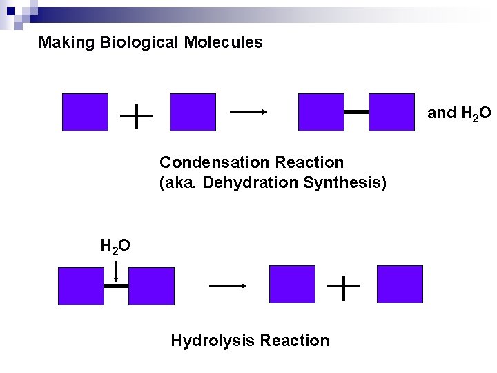 Making Biological Molecules and H 2 O Condensation Reaction (aka. Dehydration Synthesis) H 2