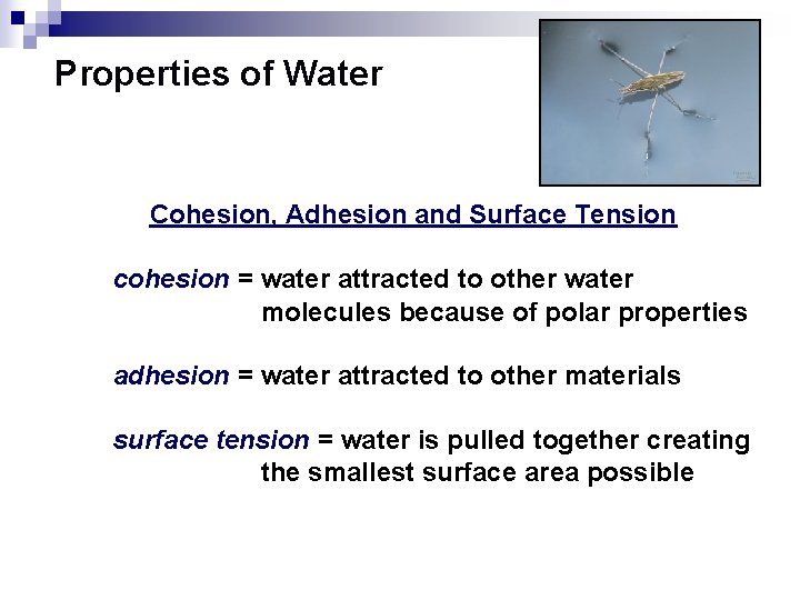 Properties of Water Cohesion, Adhesion and Surface Tension cohesion = water attracted to other