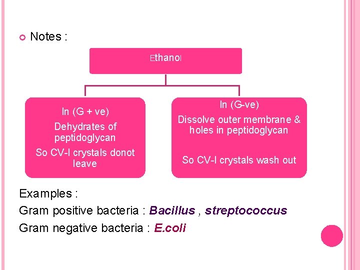  Notes : Ethanol In (G + ve) Dehydrates of peptidoglycan So CV-I crystals